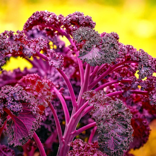 Red Borecole Kale Seeds - 600+ Heirloom Non-GMO Frilly Purple - Brassica oleracea