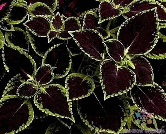 Coleus Seeds - 25+ Green Tipped Black Variety - Perfect for Garden Planting - Coleus blumei