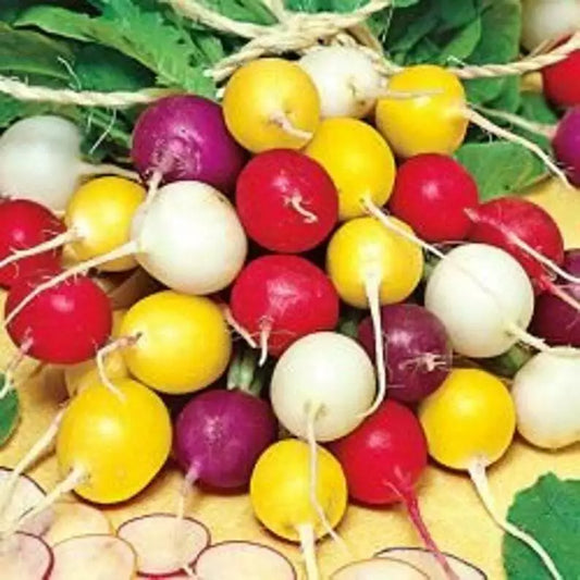 Radish Seeds Mix, Colorful Crayon Colors, Easy Grow, Variety Sizes, Raphanus sativus