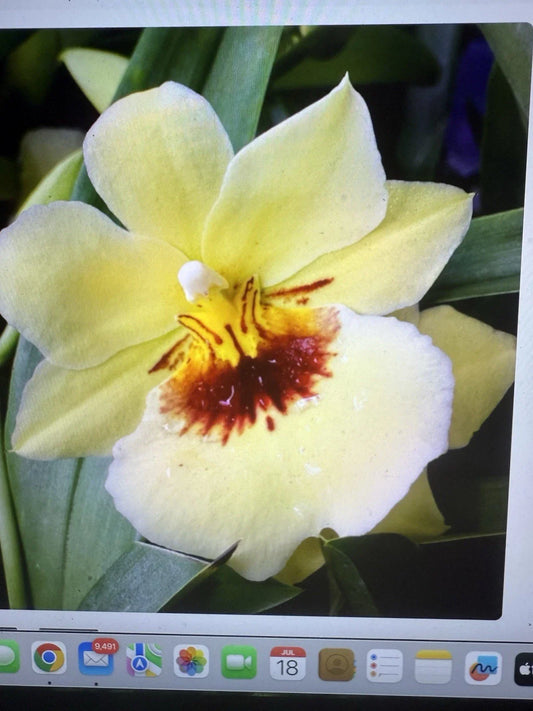 Orchid Plant - Rooted Bulb - Miltoniopsis Hawaiian Punch - Perfect for Indoor Gardens