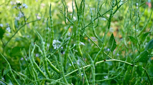 Singara Rat's Tail Radish Seeds - 500+ Seeds for Garden Planting - Raphanus sativus - USA Grown, Free Shipping