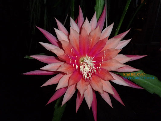 Epiphyllum Orchid Cactus Cutting, Kiwi Beloved Variety, Tropical Houseplant, Succulent, Perfect for Indoor Gardening