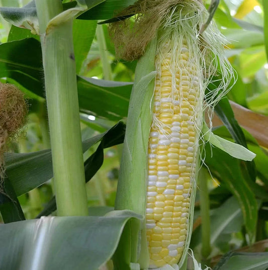 Peaches and Cream Sweet Corn Seeds | Bicolor F1 Hybrid | Non-GMO Corn Seeds | Free Shipping