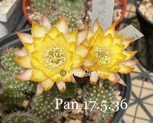 Peanut Cactus Plant 17.5" Rare Hybrid Chamaecereus Rooted Succulent