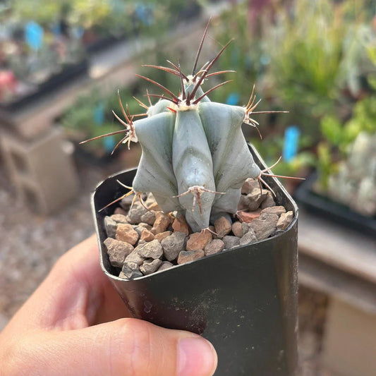Echinocactus ingens - Live Rooted Cacti - Large Green Barrel Cactus - Easy Care Succulent Plant