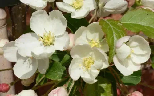 Wedding Bouquet Crabapple Seeds - 25+ Seeds for Garden Planting - Malus coronaria - USA