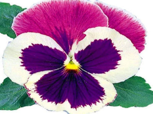 Pansy Seeds - Massive Blue Cap - Large Blooms - Viola x wittrockiana - 50 Seeds