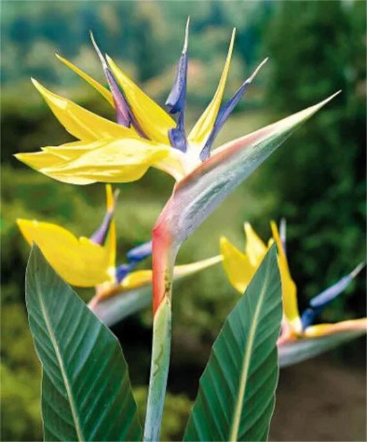 Yellow Bird of Paradise Plant 10-12" - Mandala's Gold Strelitzia Reginae - Rooted Tropical Houseplant