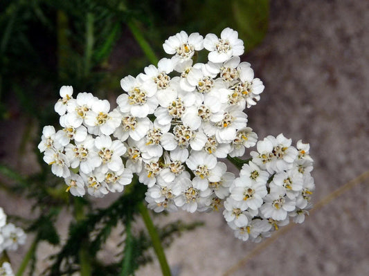 Yarrow Seeds - 2000+ Heirloom Perennial White Flowers | Medicinal Herb (Achillea millefolium)