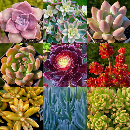Rainbow Succulent Bundle - 9 Colorful Live Succulents Cuttings - Assorted Varieties for Plant Lovers - Perfect for Home Decor