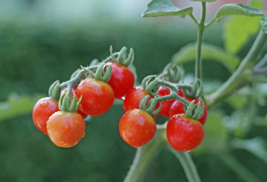 Tiny Tim Cherry Tomato Seeds - 15 Seeds, Non-GMO, Dwarf Variety, Perfect for Containers - Solanum lycopersicum