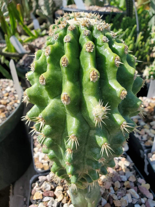 Echinocactus grusonii 'Knobby' Grafted Cactus - Unique Succulent Plant for Home Decor - Low Maintenance Indoor Cactus