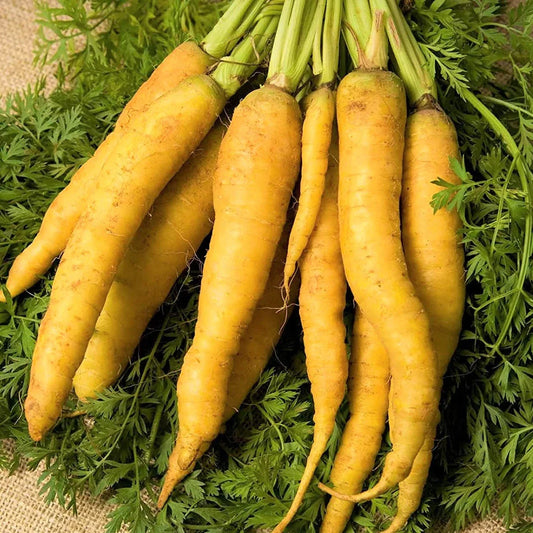 Solar Yellow Carrot Seeds - Long Sweet Danvers - Heirloom Vegetable Seeds for 2025 Planting - Daucus carota