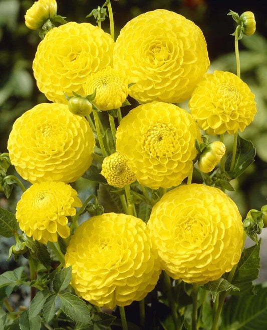 Dahlia Tubers - 3 Large "Golden Torch" Ball Variety for Planting - Dahlia pinnata
