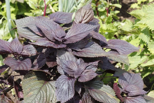 Red Shiso Seeds, 200+ Seeds, Asian Heirloom, Cool Weather, Fragrant Herb, Perilla frutescens