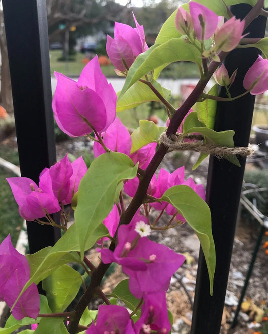 Bougainvillea Plant - Live Bare Root - Well Rooted - Bougainvillea spp. - Free Shipping