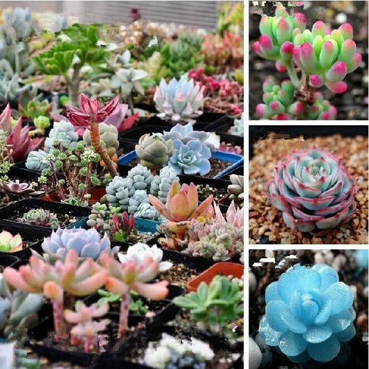 Mixed Succulent Seeds - 100 Pack - Variety of Colors and Types - Ideal for Home Garden - Succulent Plant Seeds