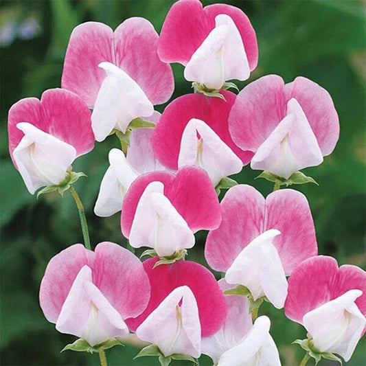 Painted Lady Sweet Pea Seeds, Pack of 200, Lathyrus odoratus, Colorful Climbing Flowers for Garden and Landscape