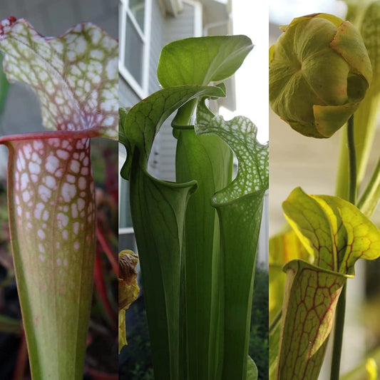 LIVE Carnivorous Pitcher Plant - Beginner Friendly, Sarracenia Variety - Low Maintenance Indoor Garden Plant