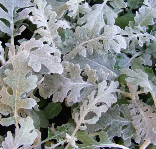 Dusty Miller Seeds - 100 Seeds - Silver Foliage - Senecio Cineraria