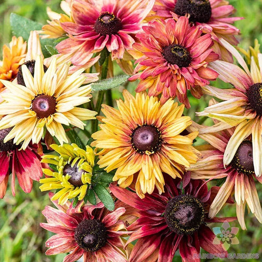 Rudbeckia Seeds - 200+ Sahara Mix - Black-eyed Susan - Garden Planting - Free Shipping - USA