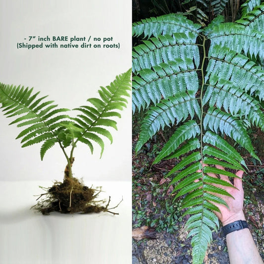 Rare LIVE 7" Cyathus Borinquena Tree Fern - Exotic Tropical Plant for Unique Indoor or Outdoor Gardens