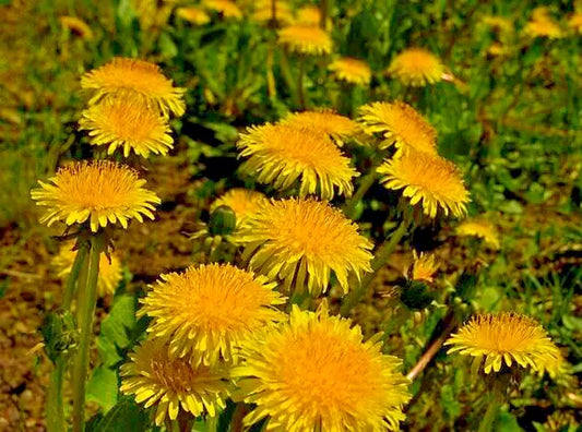 Dandelion Seeds 1000 Count - Yellow Daisy Herb, Easy to Grow, Taraxacum officinale