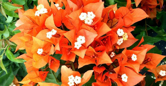 Live Bougainvillea Starter Plug Plant - Fire Opal Variety - Well Rooted (Bougainvillea glabra)