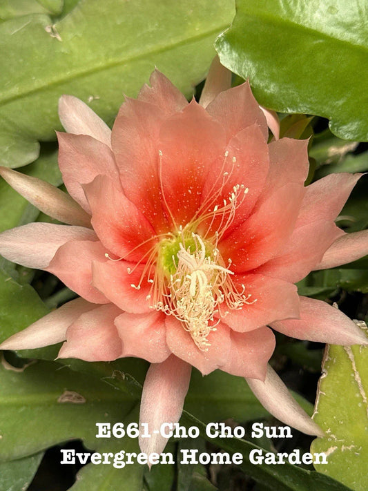 Epiphyllum Orchid Cactus "Cho Cho Sun" - 4" Starter Pot - Rooted Houseplant - Ideal for Indoor Gardening