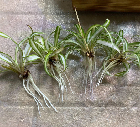 Rooted Spider Plant Babies | 4-Pack | Chlorophytum comosum | Easy Care Houseplants