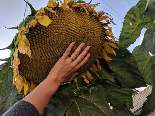 Mammoth Grey Stripe Sunflower Seeds - 10+ Giant Large Fresh Seeds - Helianthus annuus