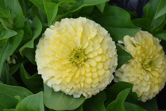 Zinnia Seeds - 100+ Pack - Magellan Ivory Variety - Garden Planting - Zinnia elegans - USA, Free Shipping