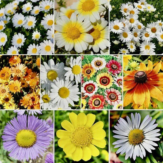 Daisy Flower Seed Mix - 500+ Crazy Mix Seeds for Hummingbird Attraction - USA Grown