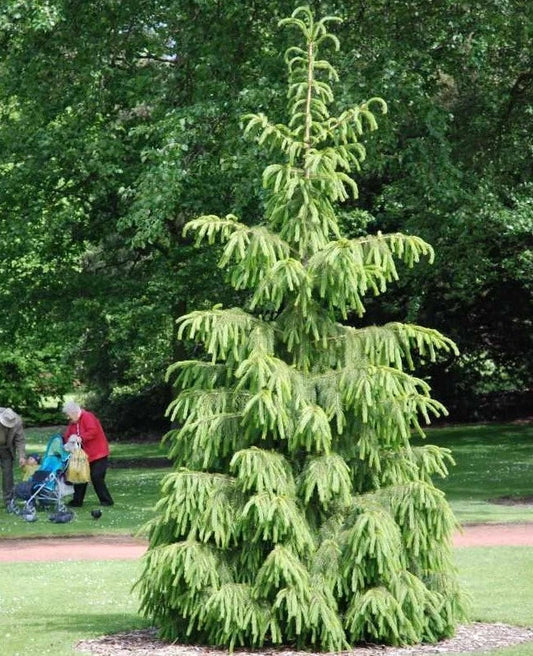 Himalayan Spruce Tree Seeds - Weeping Morinda Evergreen Bonsai - Picea smithiana