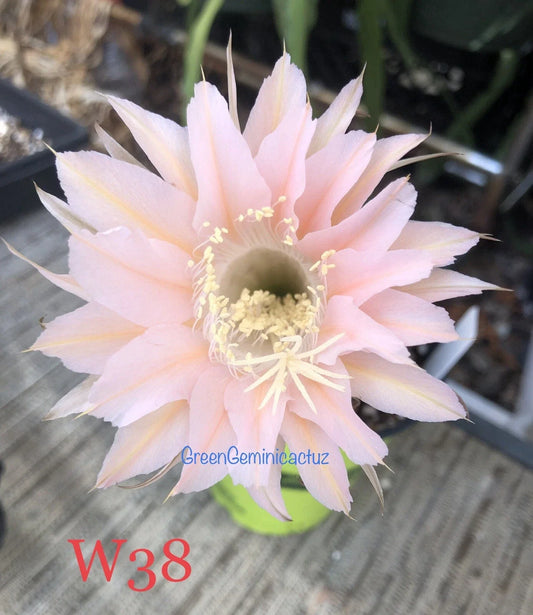 Echinopsis Hybrid Cactus Plants - Mildly Fragrant Succulents - Rooted Variety - Perfect for Indoor Gardening