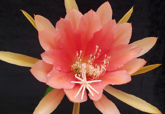 Epiphyllum 'Jan Killian' Unrooted Cutting - Rare Orchid Cactus - Tropical Houseplant Cutting - Unique Succulent Variety