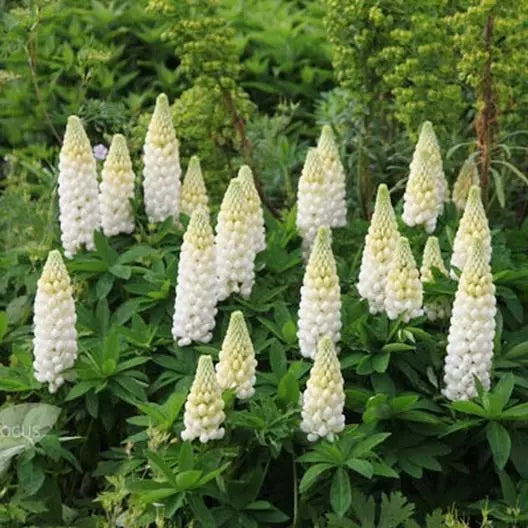 Russell Lupine Seeds - Noble Maiden Perennial White - Non-GMO for Hummingbirds & Bees - 50 Seeds