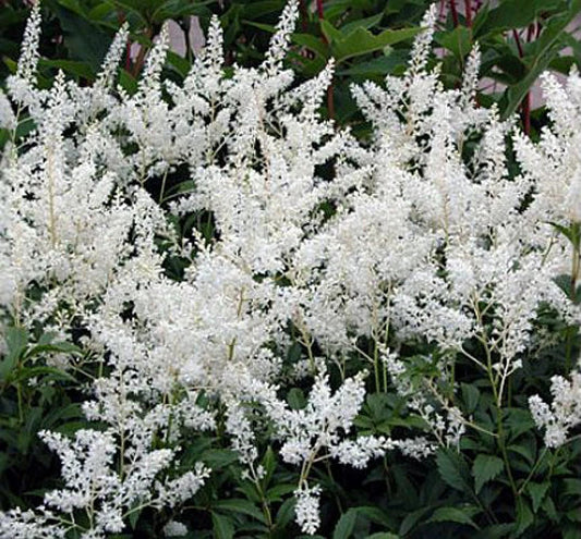 Astilbe Gladstone Bare Root Divisions 40 Count - Pink Flowering Perennial Plant - Astilbe spp.