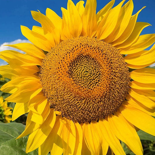 Giant Yellow Sunflower Seeds - 50pcs Pack - Helianthus annuus - Competition Beauty Variety