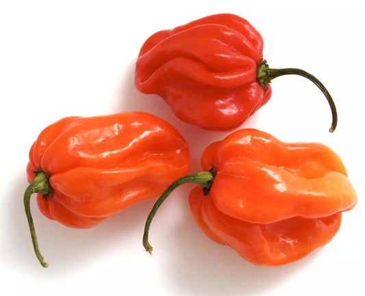 Red Tobago Scotch Bonnet Hot Pepper Seeds - 20 Fresh Harvest Premium Seeds - Capsicum chinense