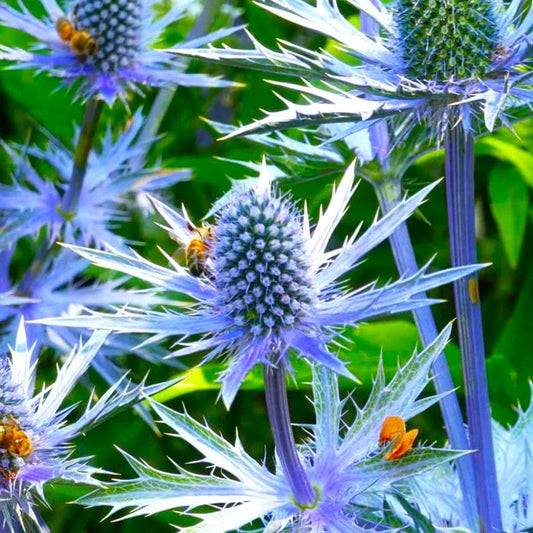 Sea Holly Seeds | Blue Thistle Seeds | Eryngium Planum | 2025 Fast Shipping