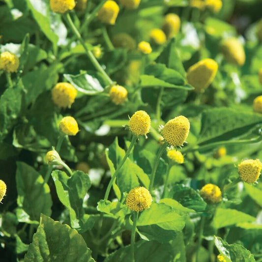 Paracress Seeds - 100 Count - Medicinal Herb - Toothache Plant - Acmella oleracea - Free Shipping