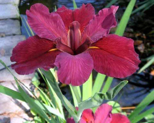 Red Velvet Elvis Louisiana Iris Plants - 5 Fans - Deep Red Blooms - Iris 'Red Velvet Elvis'