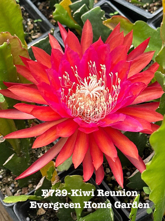 Epiphyllum Orchid Cactus "Kiwi Reunion" in 4" Starter Pot | Rooted Plant | Tropical Houseplant