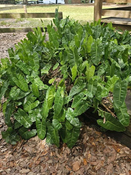 Philodendron Cutting with Roots & Multiple Nodes - Burle Marx Variety - Ideal for Indoor & Outdoor Growth - Philodendron 'Burle Marx'