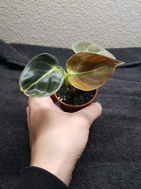 Philodendron Plant 2in Pot Melanochrysum Rooted Houseplant Philodendron melanochrysum