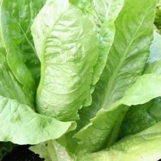 Parris Island Romaine Seeds | NON-GMO Heirloom Garden Seeds | Romaine Lettuce Seeds | Lactuca sativa
