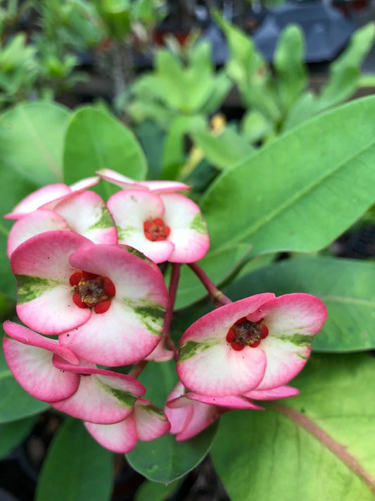 Thai Hybrid Crown of Thorns Lullabye Rooted Cutting - Euphorbia milii Variegated Succulent Plant