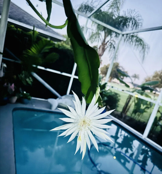 Epiphyllum Orchid Cactus Cuttings 10 Inches Rooted Hookeri - Tropical Houseplant for Indoor Garden, Succulent Decor
