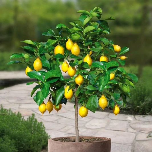 Meyer Lemon Tree - 14-20" Tall - Live Citrus Plant - Citrus limon - Will Fruit This Year